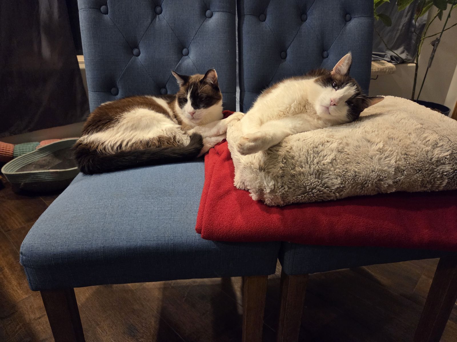 Bonded Pair Siamese Ragdoll Cats
