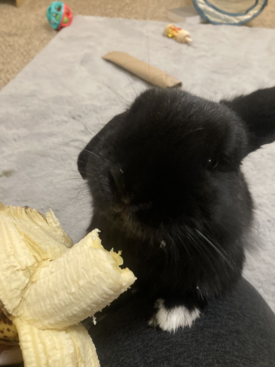 Bonded pair of pet rabbits
