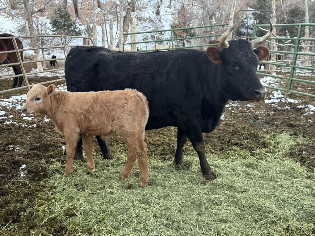 4 Yr Old Freshened Irish Jersey And Baby