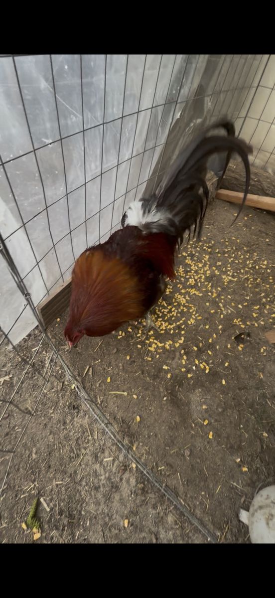 Blue gamefowl rooster