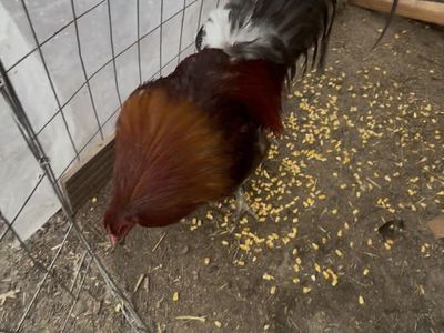 Blue gamefowl rooster
