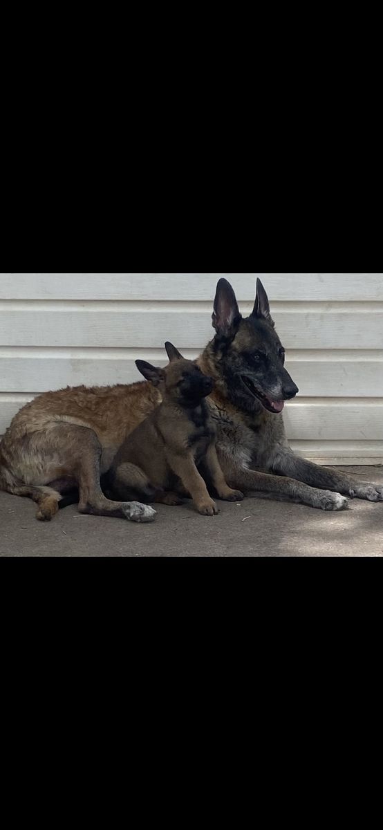 Belgian Malinois puppies