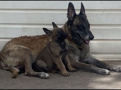Belgian Malinois puppies