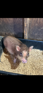 29 week old female micro pig with accessories $1100 OBO