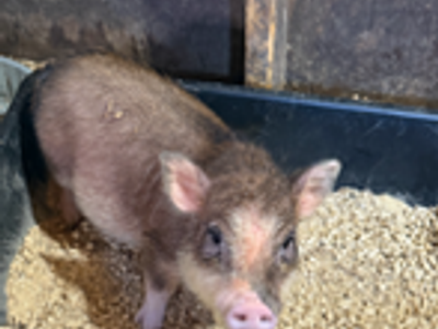 29 week old female micro pig with accessories $1100 OBO