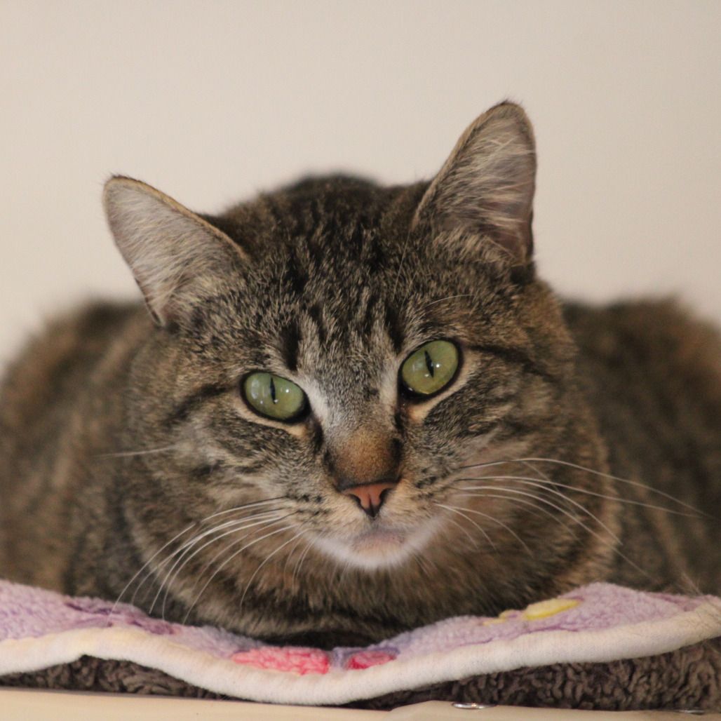 Hello my name is Fruit Bat