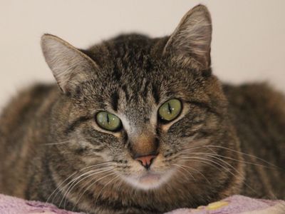 Hello my name is Fruit Bat