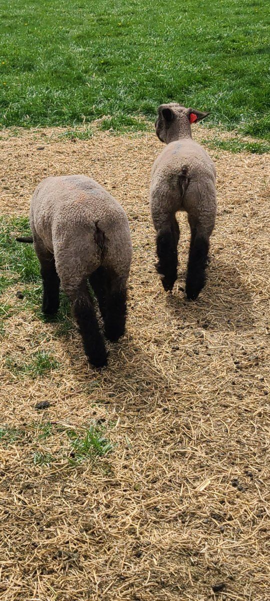 2 ewe lambs