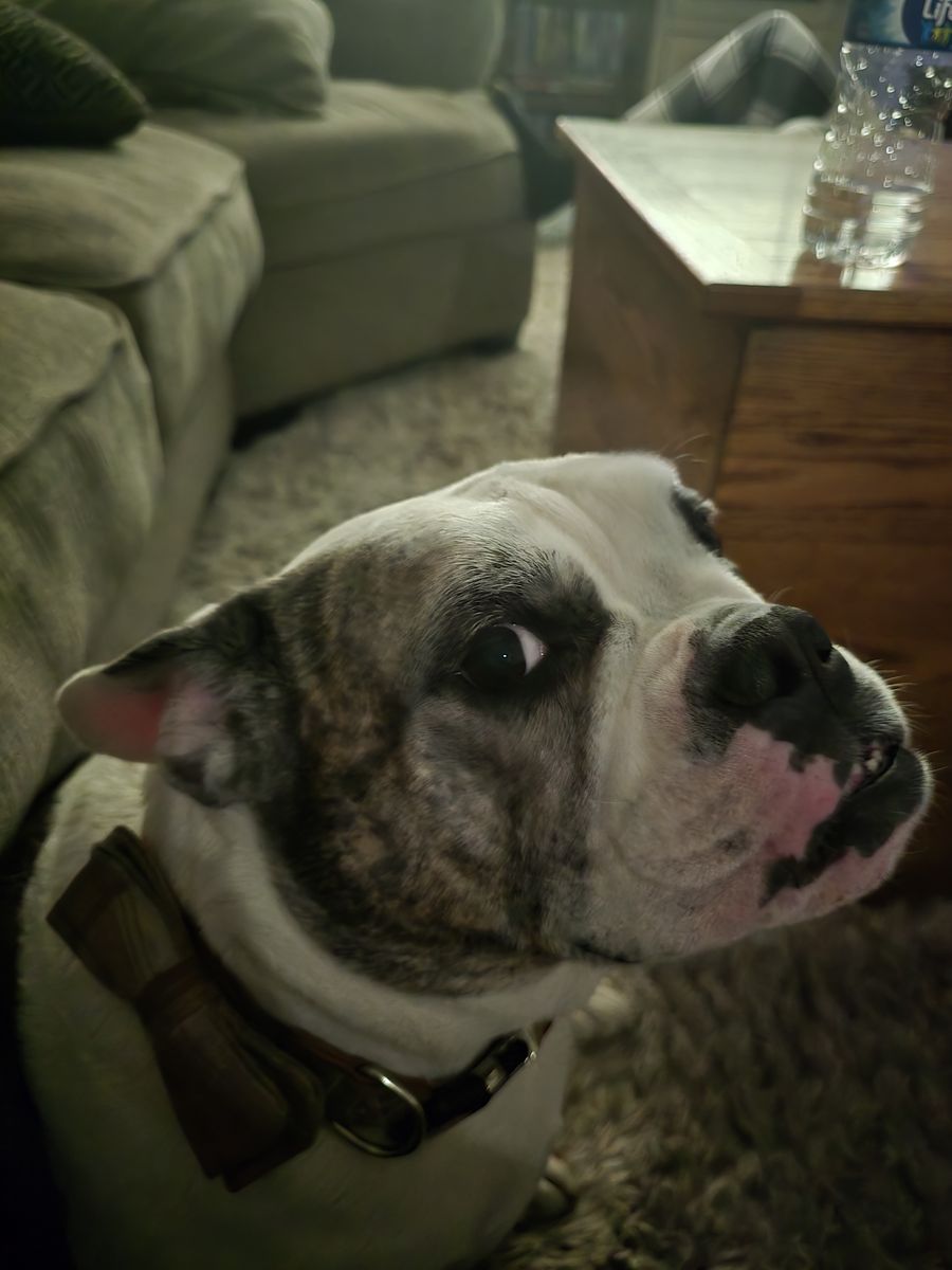 American bulldog/Boston terrier male 4yo