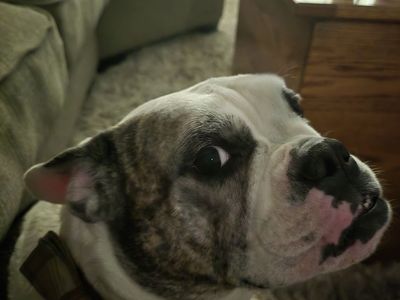 American bulldog/Boston terrier male 4yo