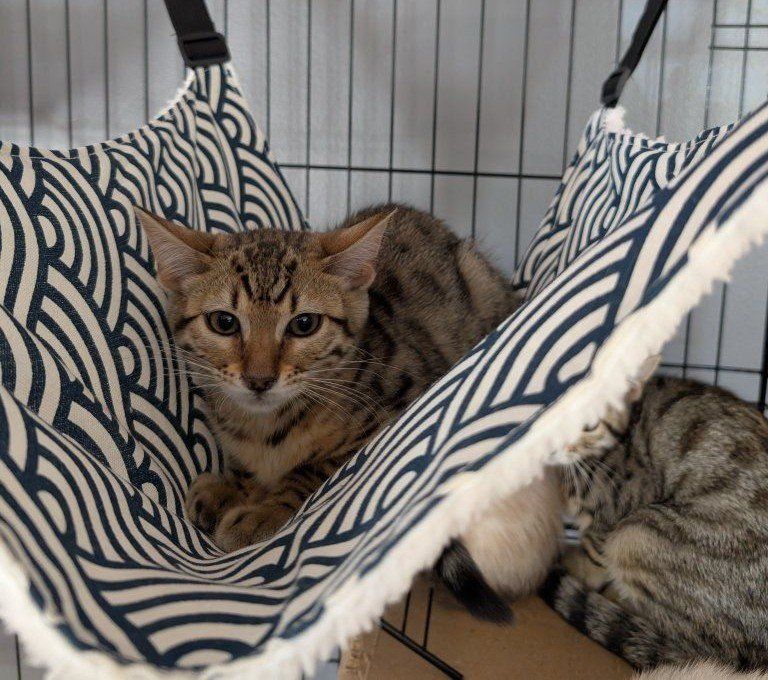Female Bengal Kitten