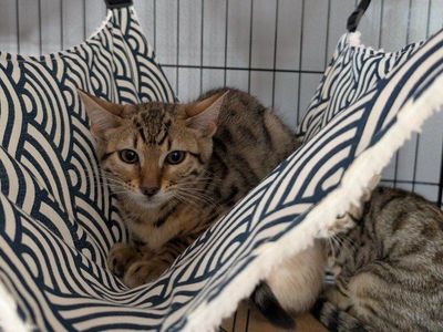 Female Bengal Kitten