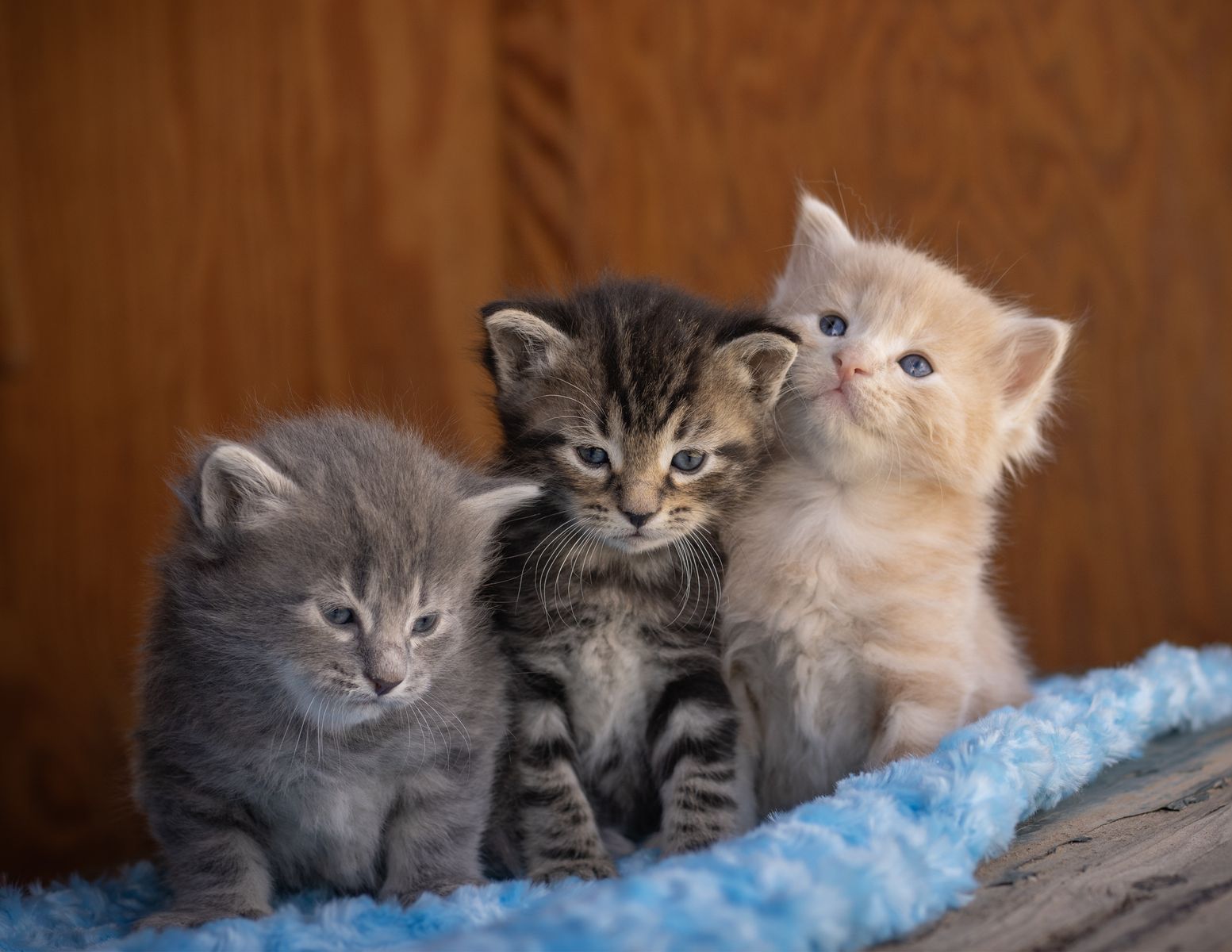 Adorable Kittens Ready Soon