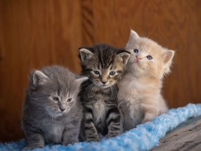 Adorable Kittens Ready Soon