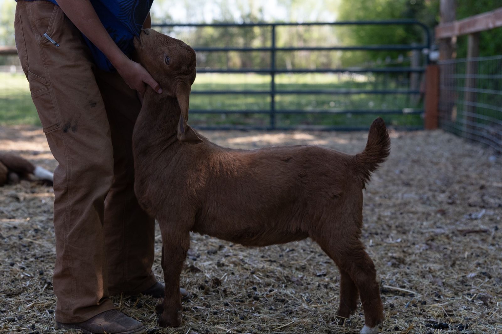 Doeling