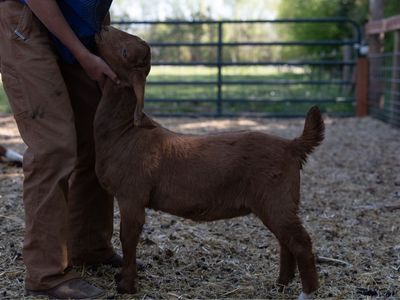 Doeling