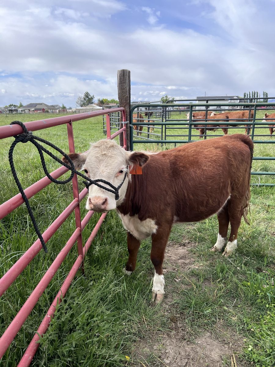 Mini Hereford Heifer