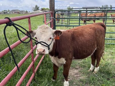 Mini Hereford Heifer