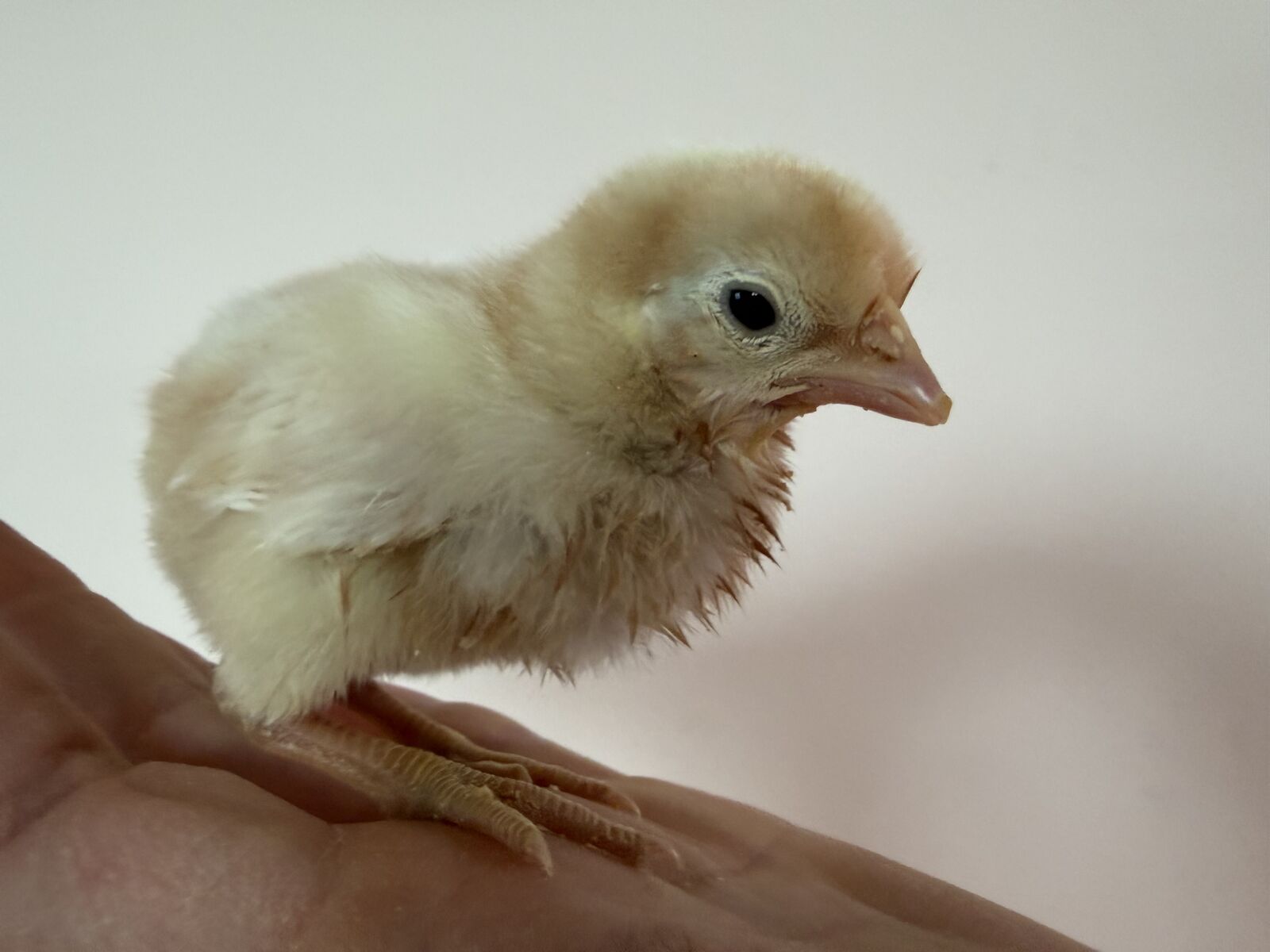 Opal legbar day olds- chicks sexed female pullet