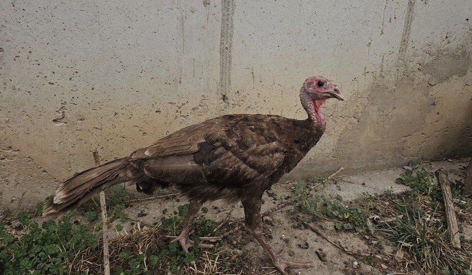 Chocolate Turkey Poults 