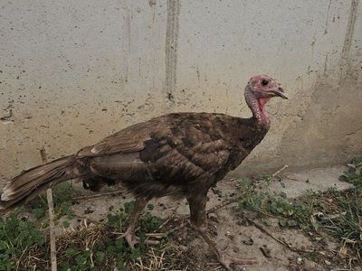 Chocolate Turkey Poults