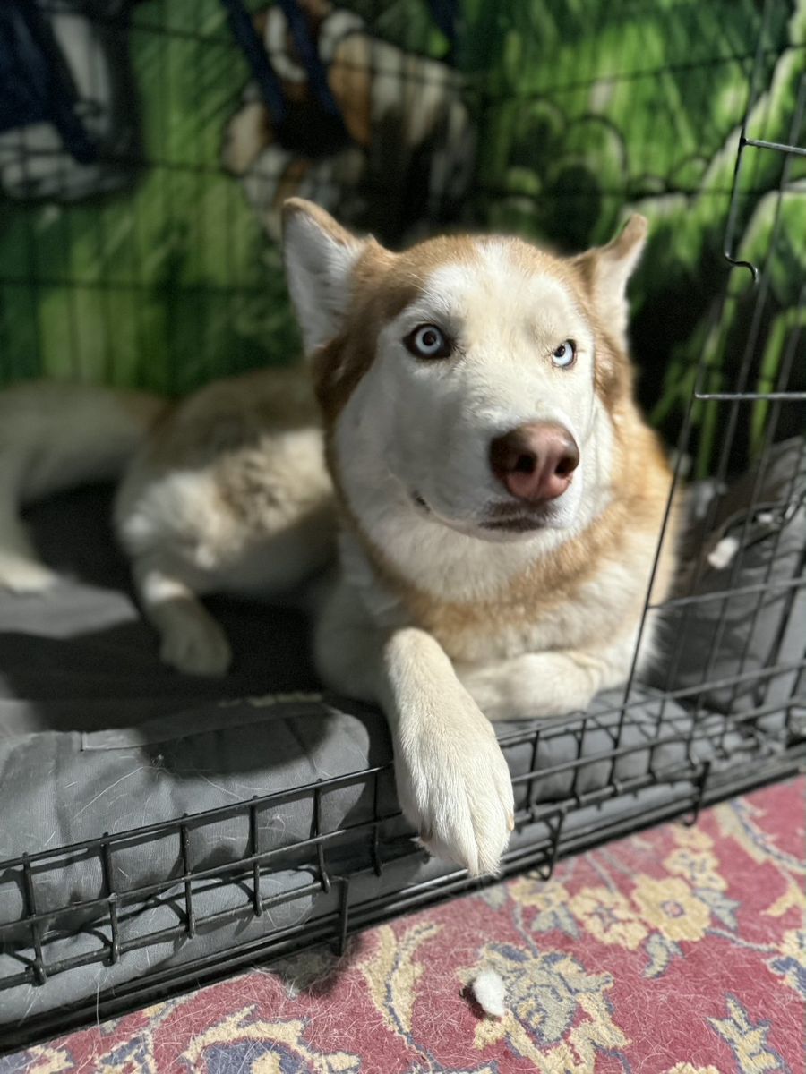 Female Red Huskey