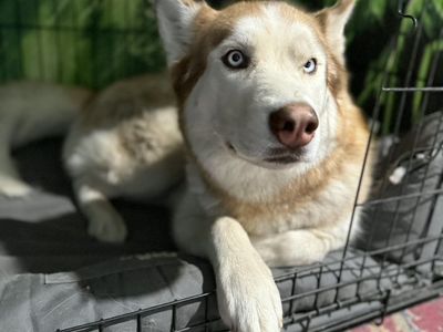 Female Red Huskey