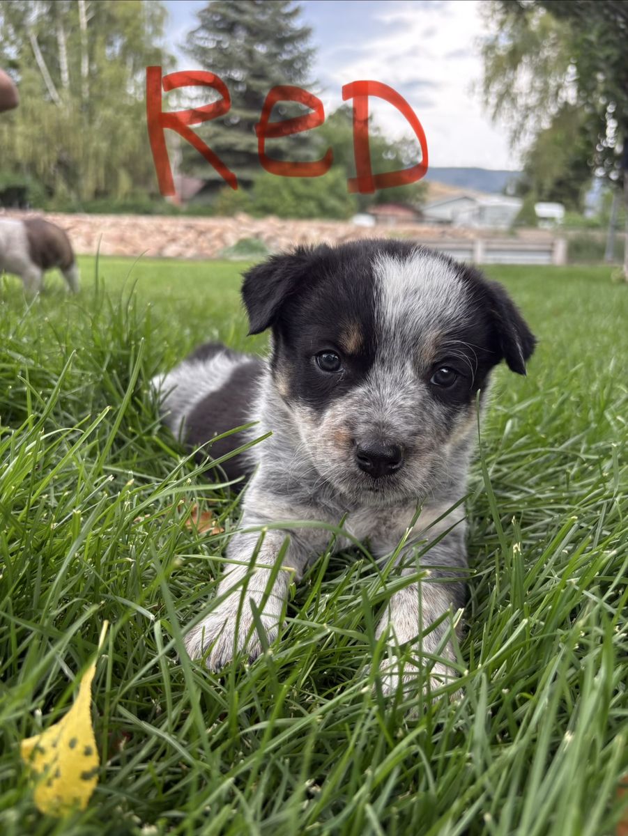 Border Collie/Heeler puppies