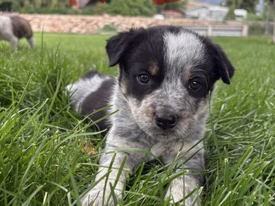 Border Collie/Heeler puppies