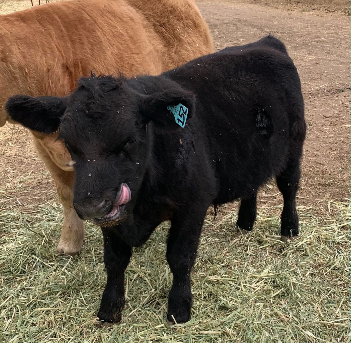 Show steer