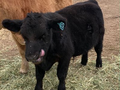 Show steer