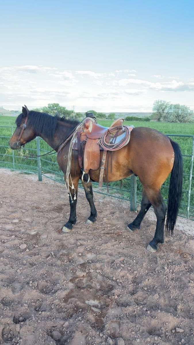 6 year old gelding