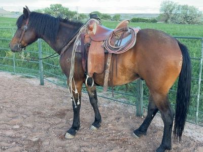 6 year old gelding