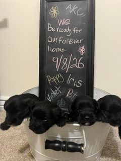 AKC Miniature Schnauzer Puppies - All Female Litter Ready 9/8/26 - Poppy, Iris, Violet & Petunia