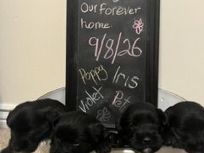 AKC Miniature Schnauzer Puppies - All Female Litter Ready 9/8/26 - Poppy, Iris, Violet & Petunia