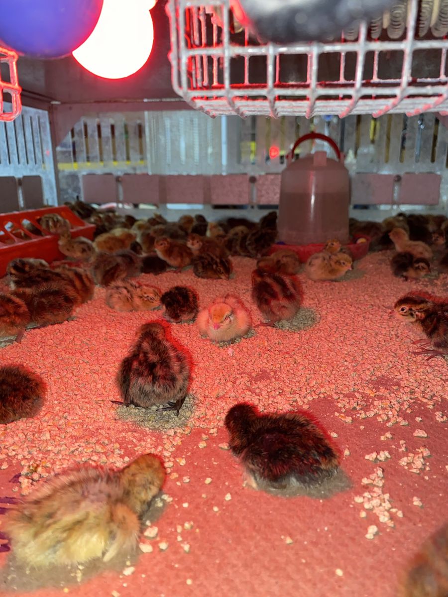 Coturnix quail chicks
