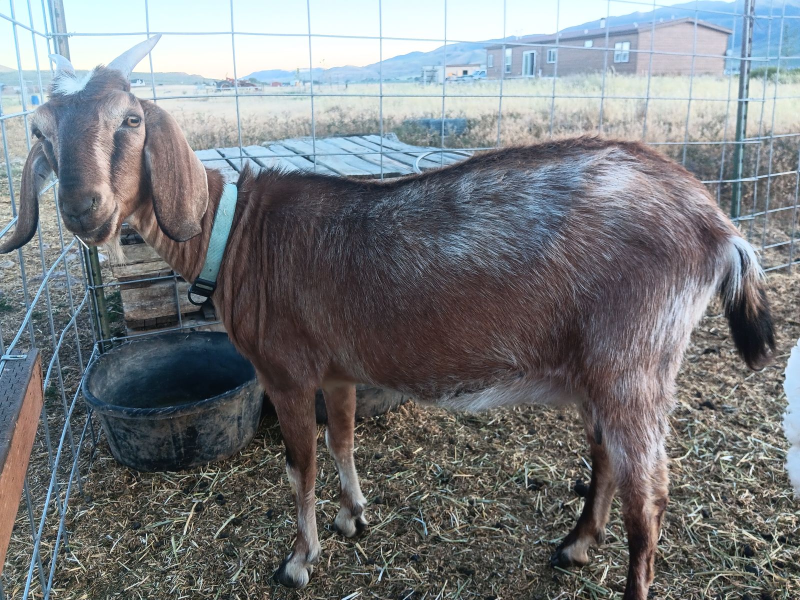 1 year old Nubian Doe