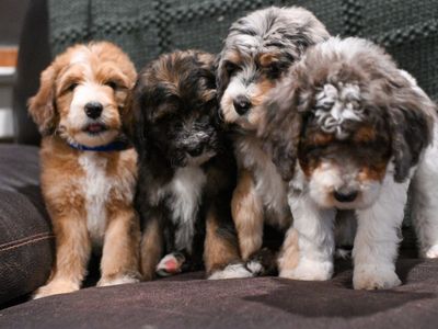 Bernedoodle Puppies ready now!!