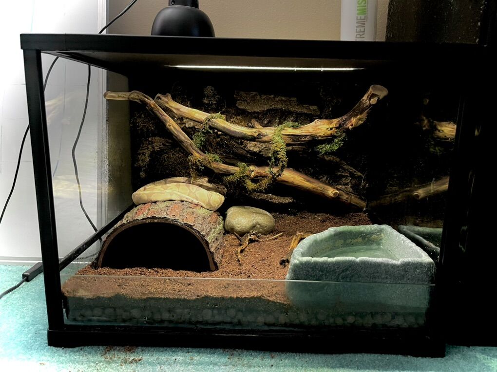 banana-enchi Ball python /w Enclosure