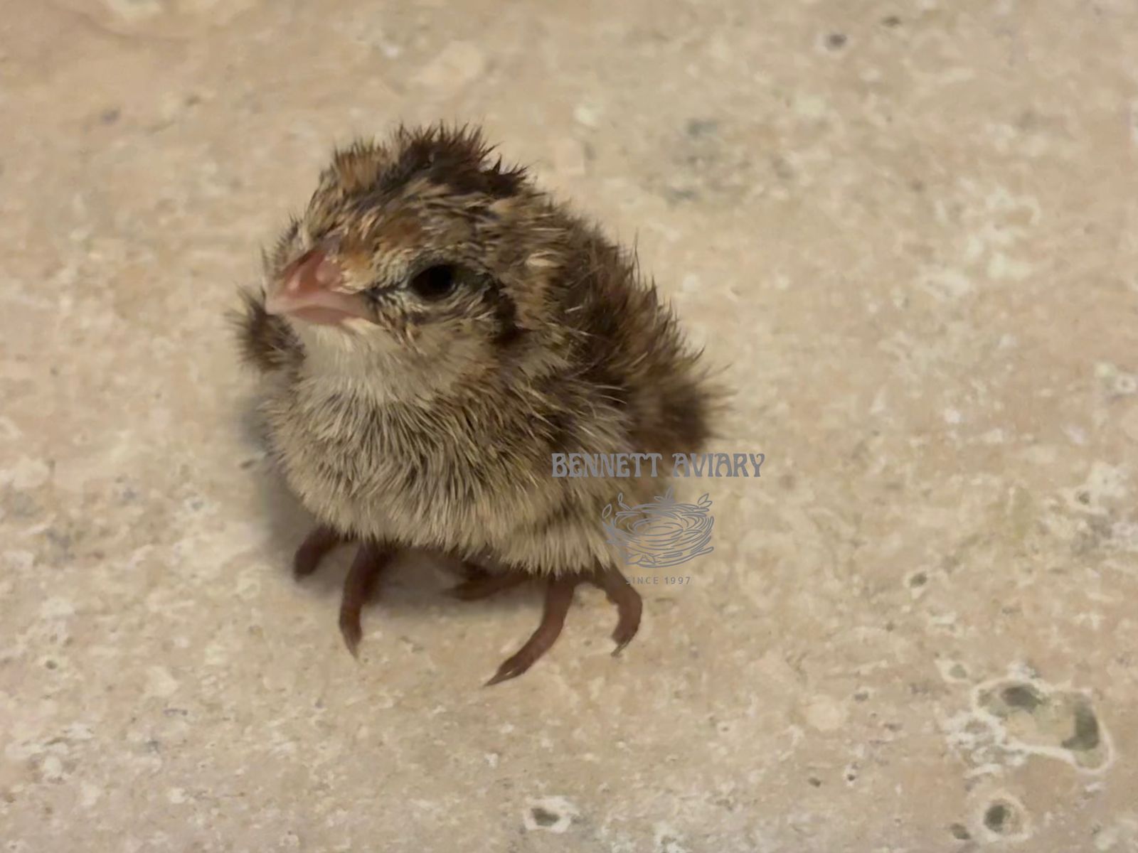 Fresh Bobwhite Quail Chicks