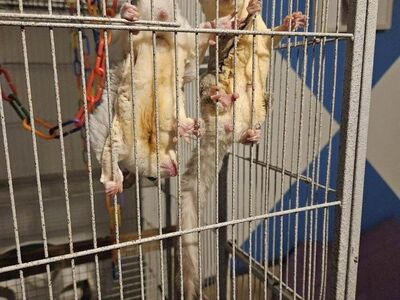 3 SugarGliders For sale With Cage and Toys