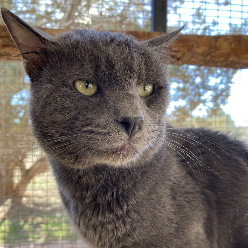 Hello my name is Poseidon