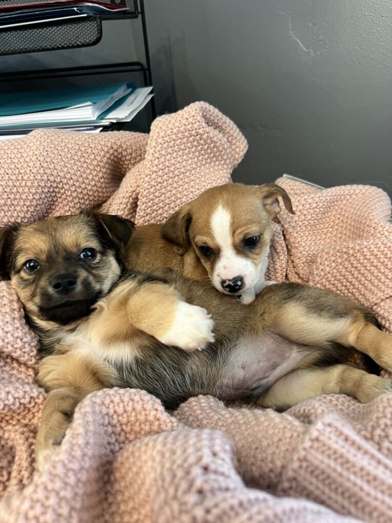 Chihuahua Puppies