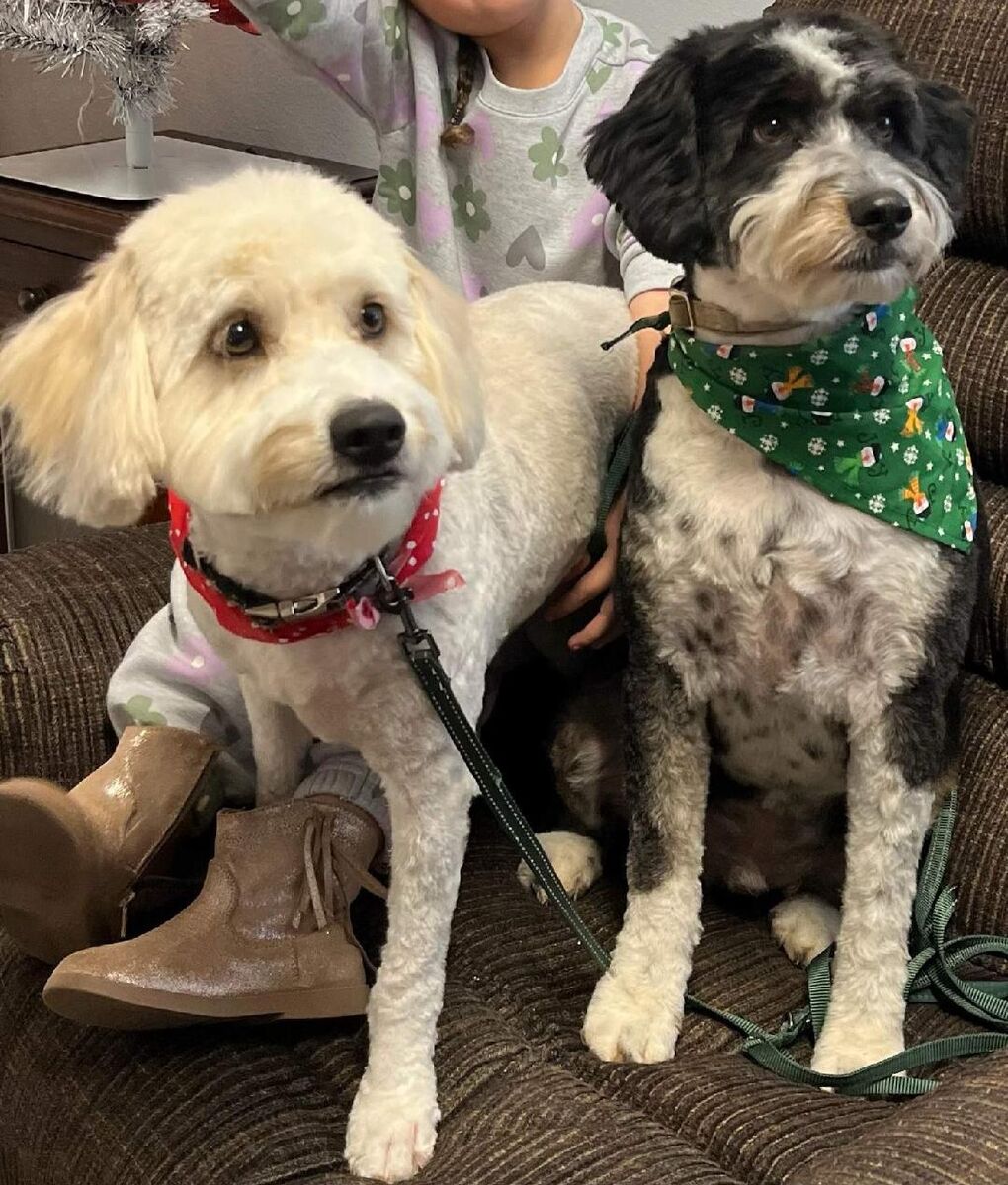 2 aussidoodles