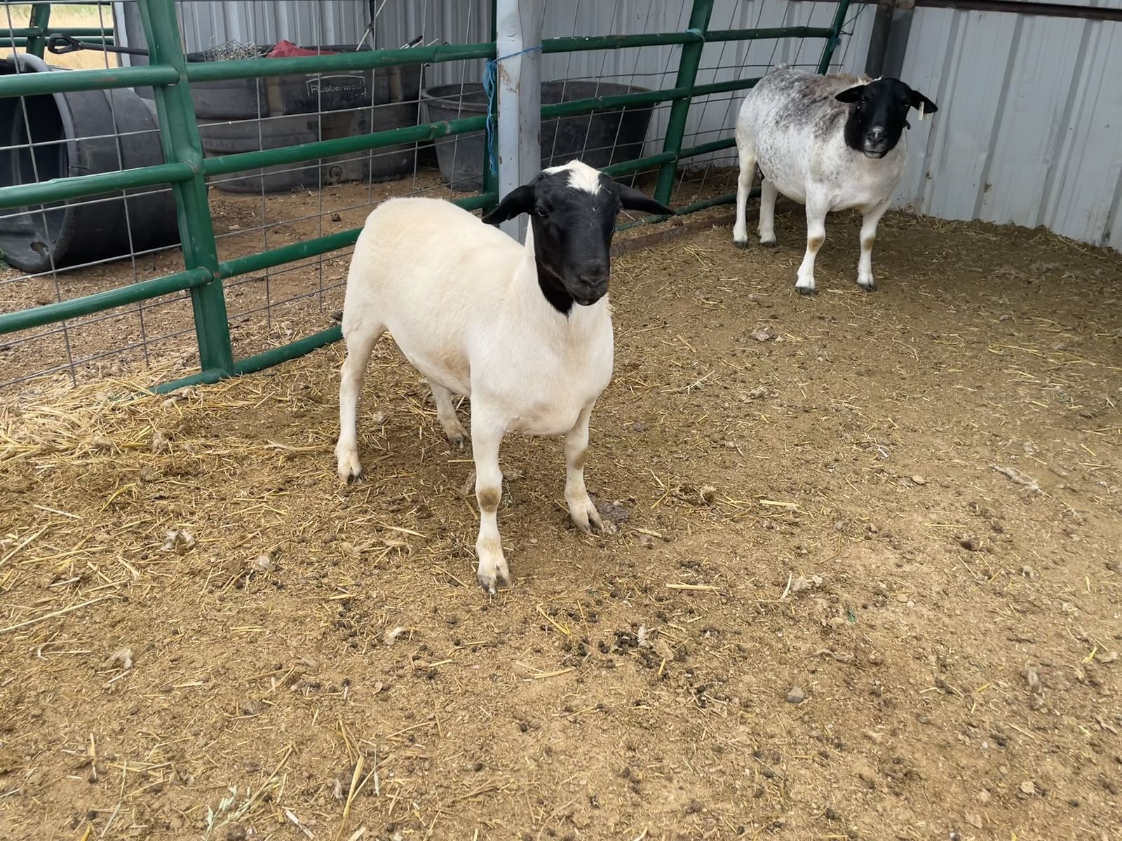 Dorper Ram Lamb