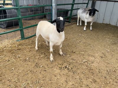 Dorper Ram Lamb