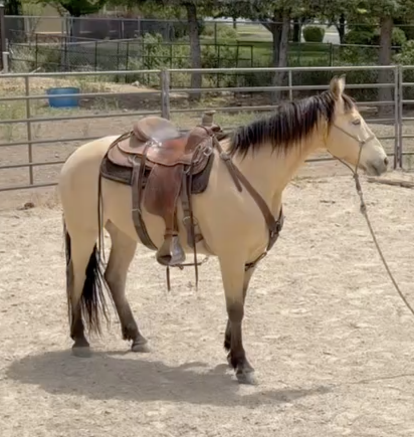 Registered Missouri Foxtrotter Gelding —"Goose"  | 9 yr | 15.2hh | $12,000