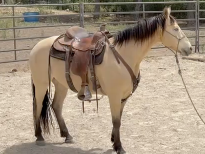 Registered Missouri Foxtrotter Gelding —"Goose" | 9 yr | 15.2hh | $12,000