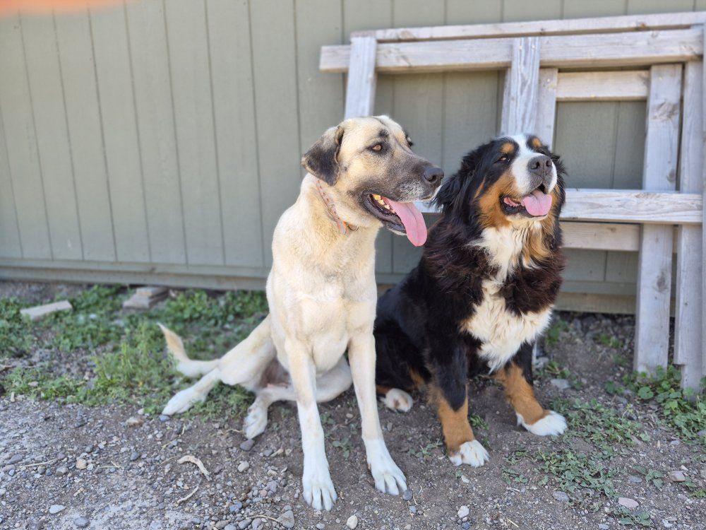 Anatolian Shepherd ***FAMILY FRIENDLY***