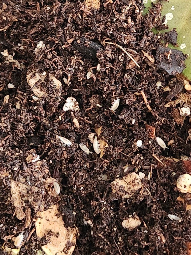 Live Dwarf White Isopods and springtails